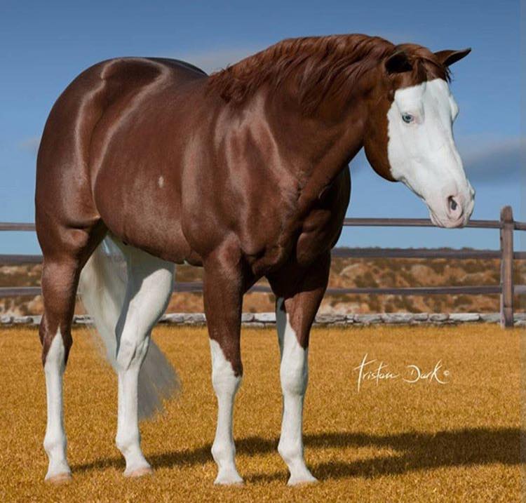 COLONELS SMOKING GUN - American Quarter Horse Stallion